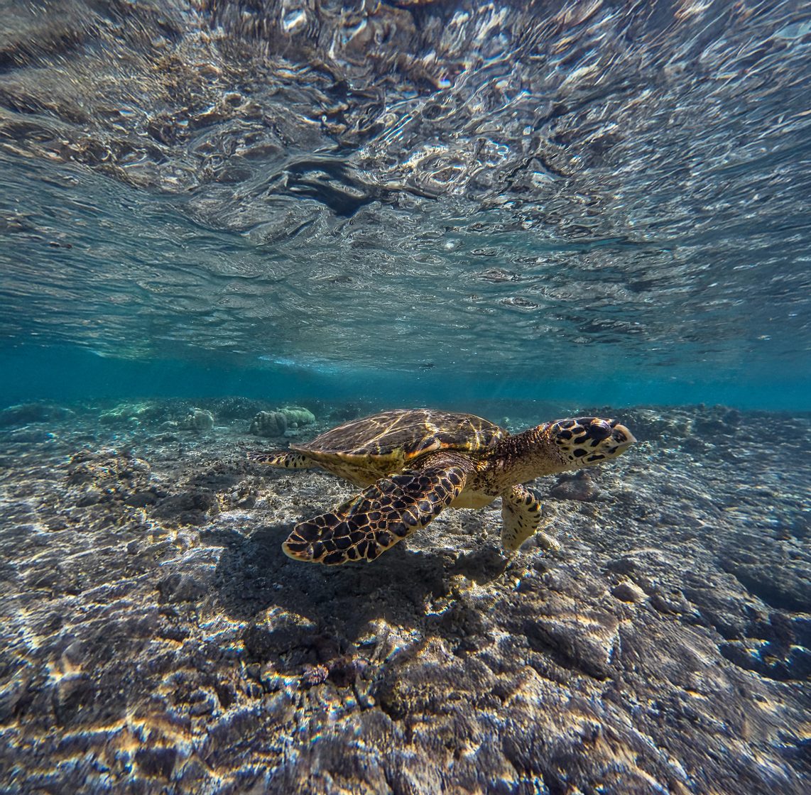 Tortue marine et récif, prise de vue sous-marine