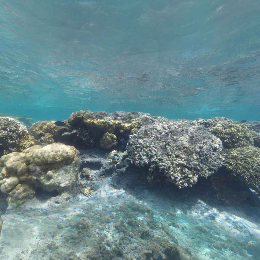 Vue du panorama : Sous l'eau, dans le lagon